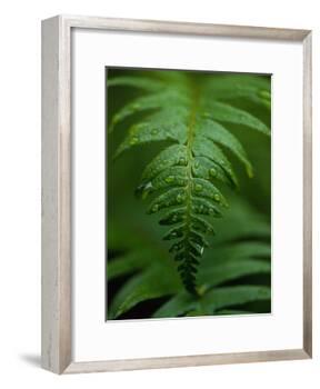 Fern Leaf-Doug Wilson-Framed Photographic Print