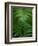 Fern Leaf-Doug Wilson-Framed Photographic Print