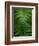 Fern Leaf-Doug Wilson-Framed Photographic Print