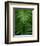 Fern Leaf-Doug Wilson-Framed Photographic Print