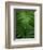 Fern Leaf-Doug Wilson-Framed Photographic Print