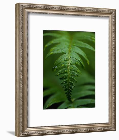 Fern Leaf-Doug Wilson-Framed Photographic Print