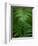 Fern Leaf-Doug Wilson-Framed Photographic Print