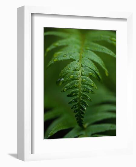 Fern Leaf-Doug Wilson-Framed Photographic Print