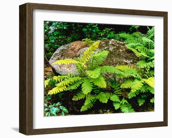 Fern leaves and rock in a forest, Swift River, White Mountain National Forest, New Hampshire, USA-null-Framed Photographic Print