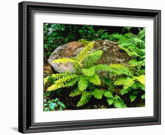 Fern leaves and rock in a forest, Swift River, White Mountain National Forest, New Hampshire, USA-null-Framed Photographic Print
