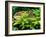 Fern leaves and rock in a forest, Swift River, White Mountain National Forest, New Hampshire, USA-null-Framed Photographic Print