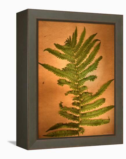 Fern Leaves-Robert Cattan-Framed Premier Image Canvas