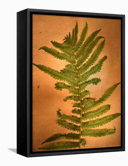 Fern Leaves-Robert Cattan-Framed Premier Image Canvas