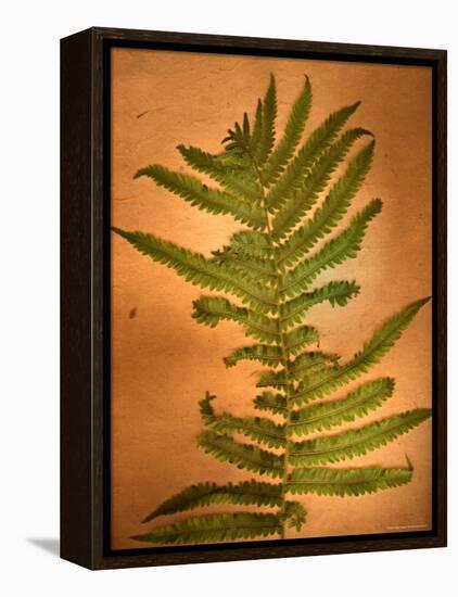 Fern Leaves-Robert Cattan-Framed Premier Image Canvas