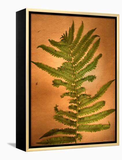 Fern Leaves-Robert Cattan-Framed Premier Image Canvas