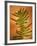 Fern Leaves-Robert Cattan-Framed Photographic Print