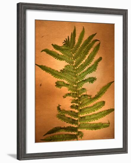 Fern Leaves-Robert Cattan-Framed Photographic Print