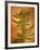 Fern Leaves-Robert Cattan-Framed Photographic Print