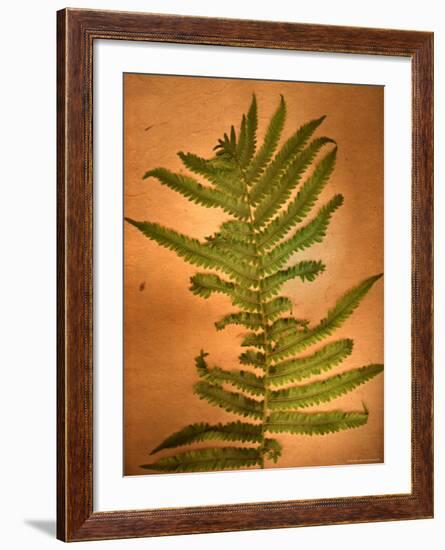 Fern Leaves-Robert Cattan-Framed Photographic Print