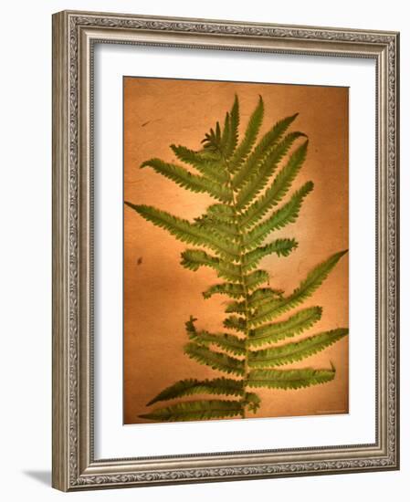 Fern Leaves-Robert Cattan-Framed Photographic Print