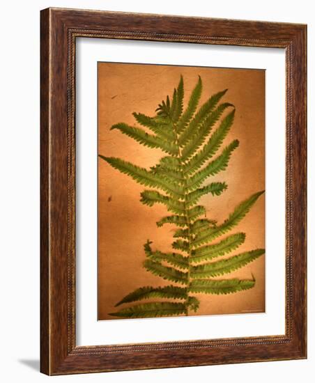 Fern Leaves-Robert Cattan-Framed Photographic Print