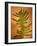 Fern Leaves-Robert Cattan-Framed Photographic Print