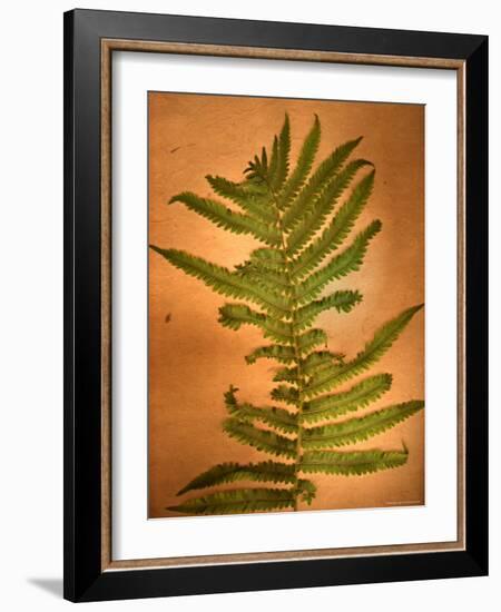 Fern Leaves-Robert Cattan-Framed Photographic Print