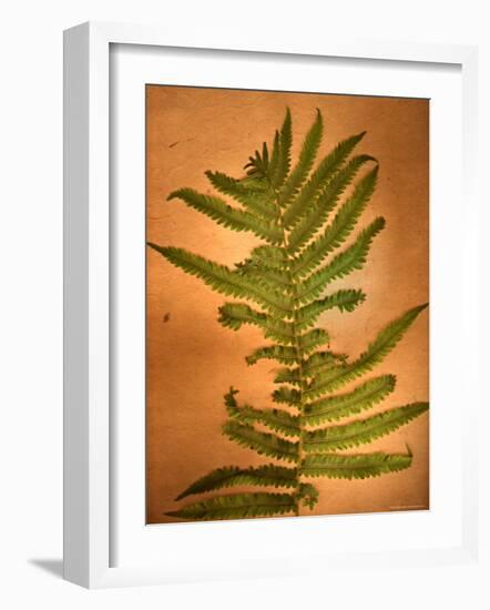 Fern Leaves-Robert Cattan-Framed Photographic Print