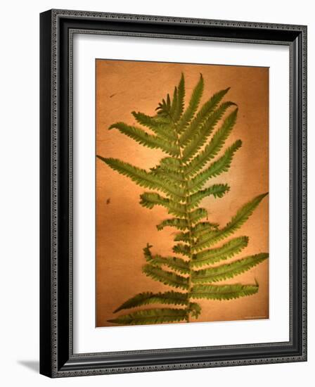 Fern Leaves-Robert Cattan-Framed Photographic Print