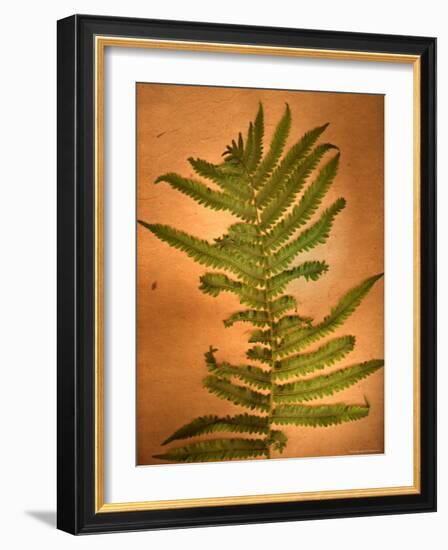 Fern Leaves-Robert Cattan-Framed Photographic Print