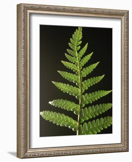 Fern Leaves-Bob Krist-Framed Photographic Print