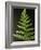 Fern Leaves-Bob Krist-Framed Photographic Print