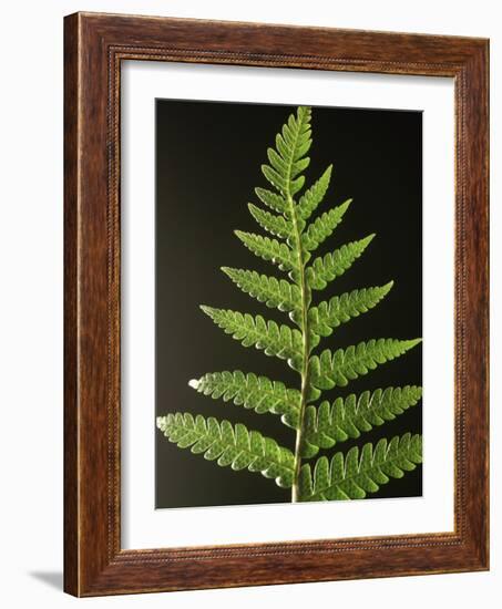 Fern Leaves-Bob Krist-Framed Photographic Print