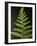 Fern Leaves-Bob Krist-Framed Photographic Print