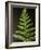 Fern Leaves-Bob Krist-Framed Photographic Print