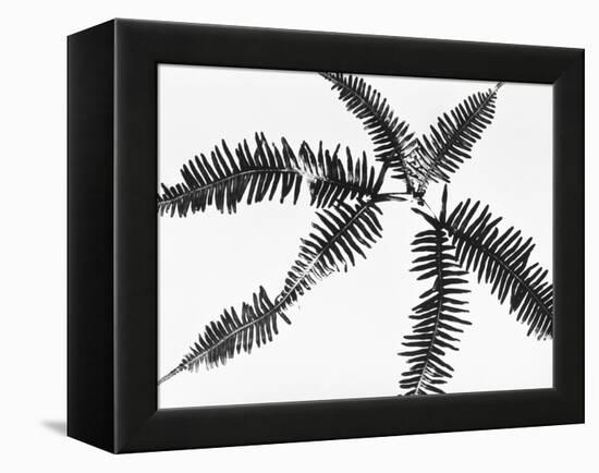 Fern Leaves-Panoramic Images-Framed Premier Image Canvas