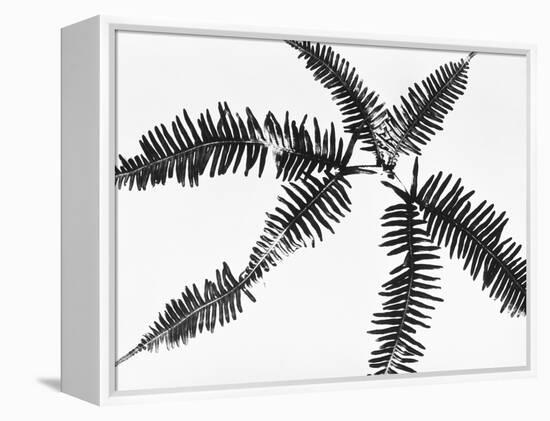 Fern Leaves-Panoramic Images-Framed Premier Image Canvas