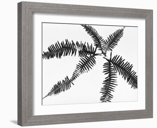 Fern Leaves-Panoramic Images-Framed Photographic Print