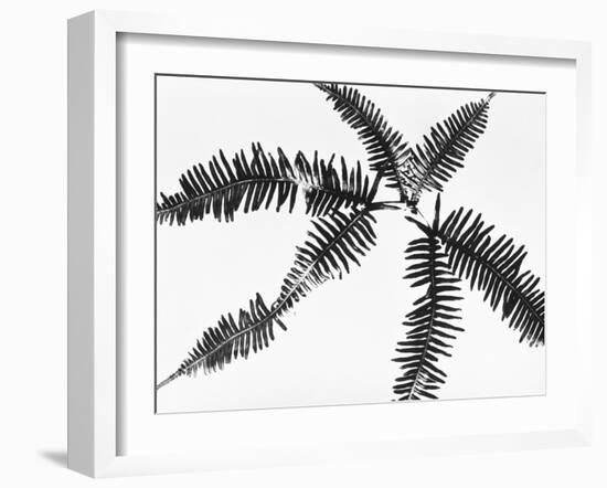 Fern Leaves-Panoramic Images-Framed Photographic Print