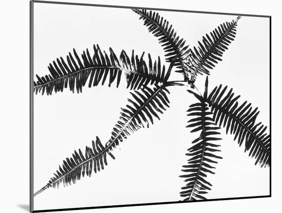 Fern Leaves-Panoramic Images-Mounted Photographic Print