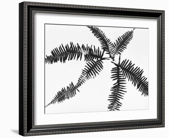 Fern Leaves-Panoramic Images-Framed Photographic Print