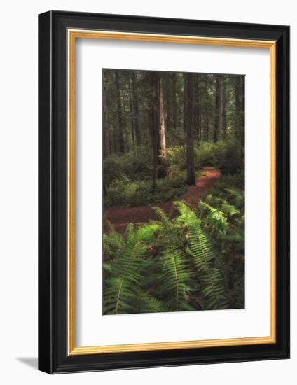 Fern Lined Path-Danny Head-Framed Photographic Print