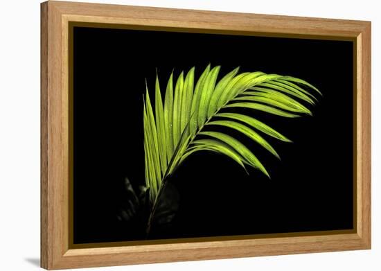 Fern on Black-Larry Malvin-Framed Premier Image Canvas