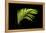 Fern on Black-Larry Malvin-Framed Premier Image Canvas