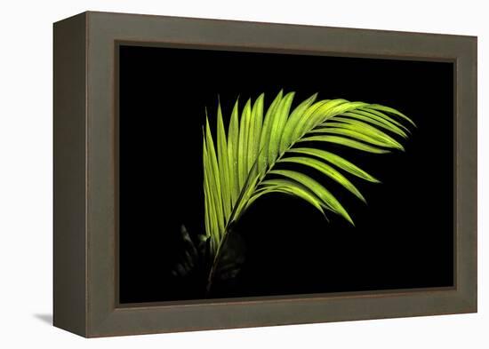 Fern on Black-Larry Malvin-Framed Premier Image Canvas