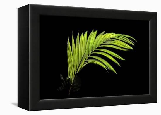 Fern on Black-Larry Malvin-Framed Premier Image Canvas