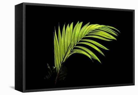 Fern on Black-Larry Malvin-Framed Premier Image Canvas