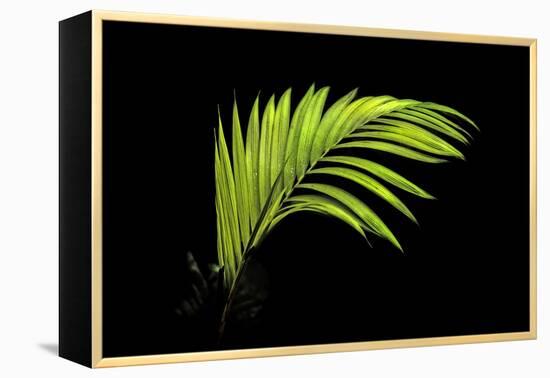 Fern on Black-Larry Malvin-Framed Premier Image Canvas