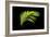 Fern on Black-Larry Malvin-Framed Photographic Print