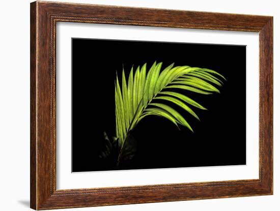 Fern on Black-Larry Malvin-Framed Photographic Print