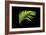 Fern on Black-Larry Malvin-Framed Photographic Print