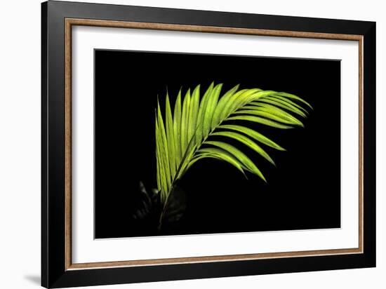 Fern on Black-Larry Malvin-Framed Photographic Print