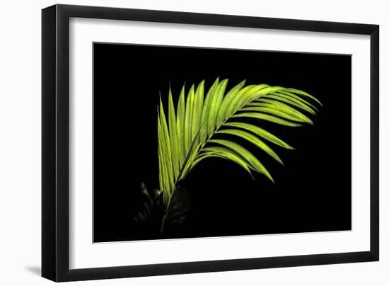 Fern on Black-Larry Malvin-Framed Photographic Print