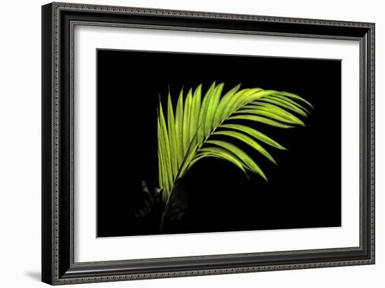 Fern on Black-Larry Malvin-Framed Photographic Print